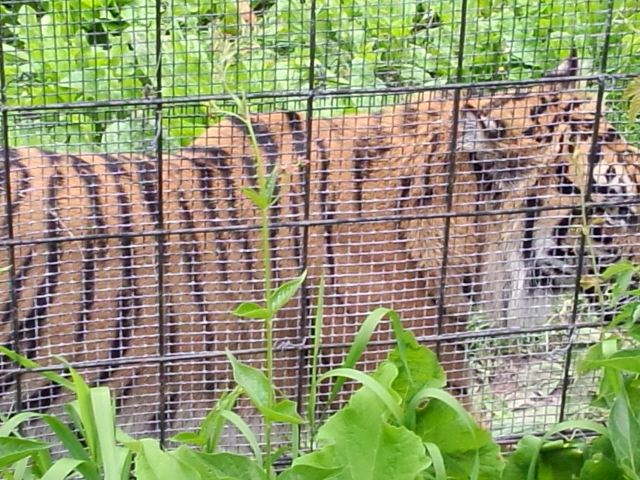 Toronto Zoo