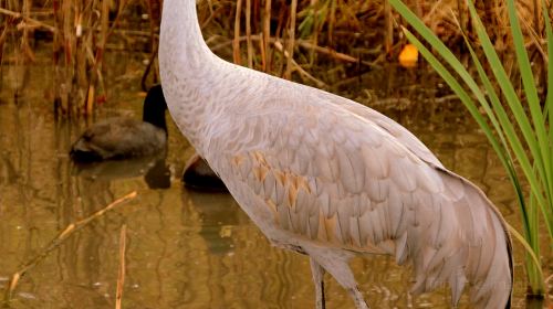 George C. Reifel Migratory Bird Sanctuary