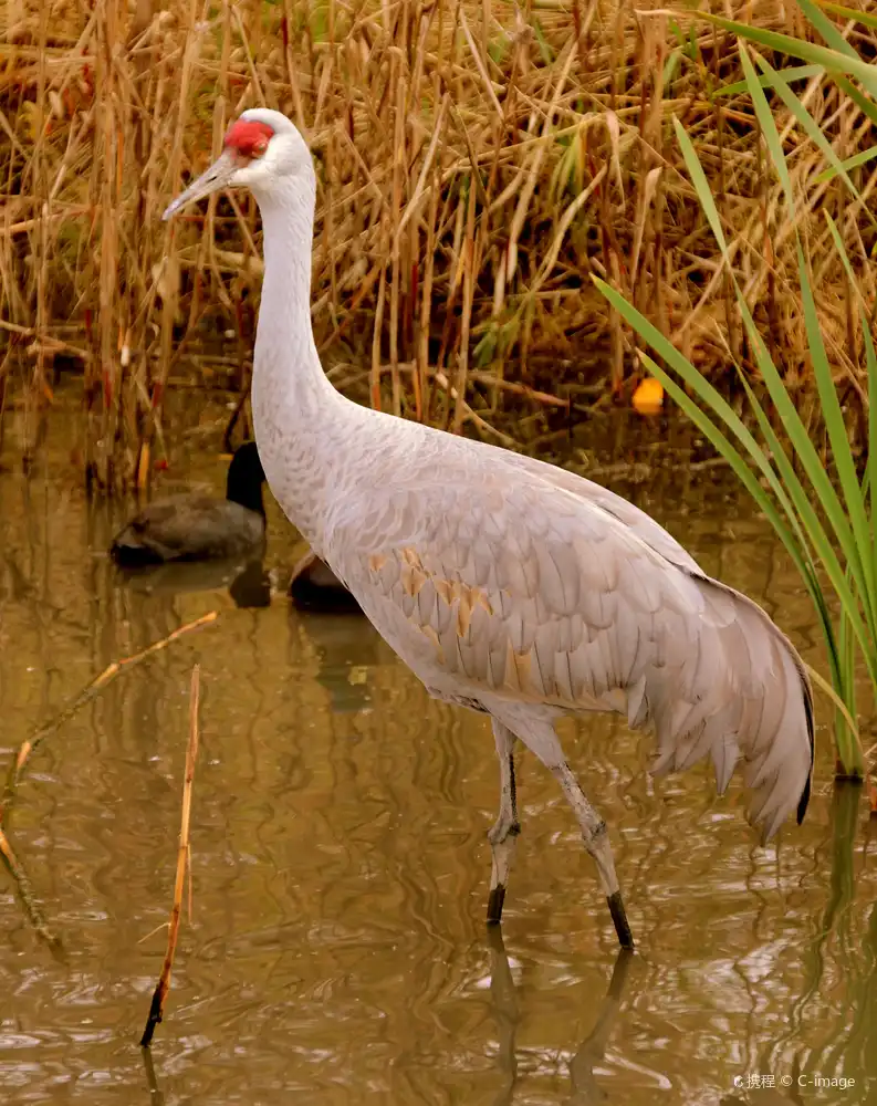 Hotels near George C. Reifel Migratory Bird Sanctuary