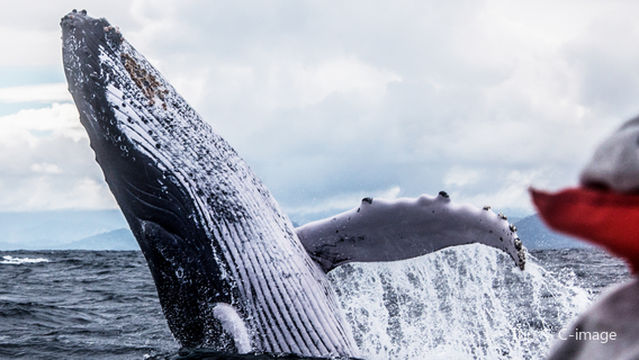 Whale Watching in Okinawa