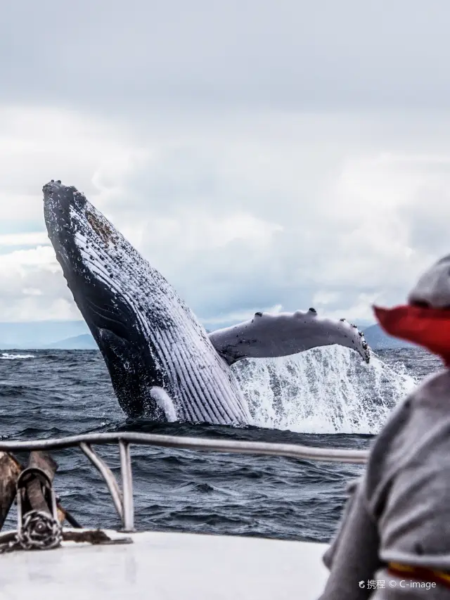Whale Watching At Sea in Okinawa