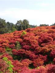 Wuzhou Park