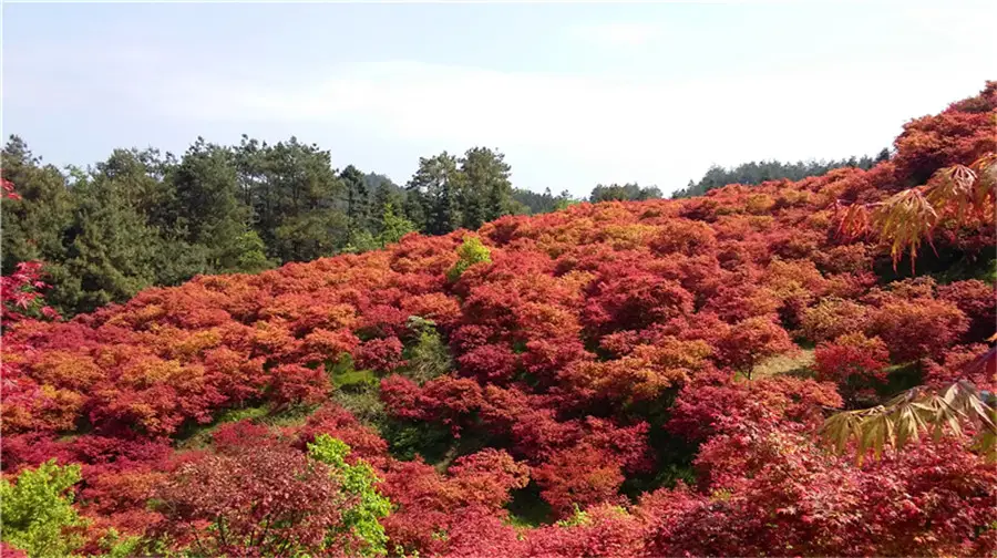 Wuzhou Park