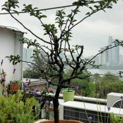 Cao Mu Shi Jing Café User Photo