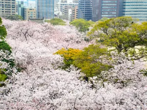 Maizuru Park