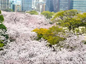Migliori 6 Fioriture Primaverili a Fukuoka