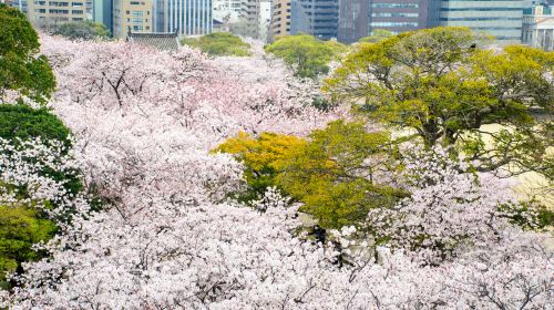 Maizuru Park