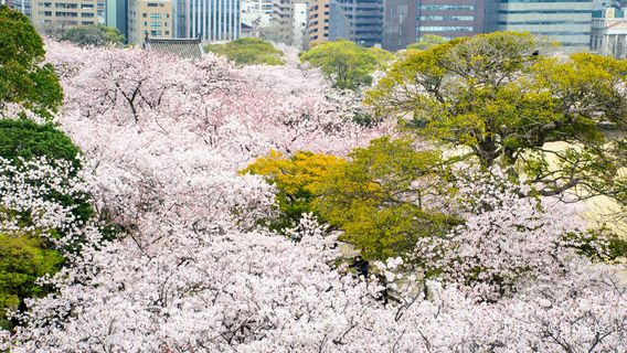 Fukuoka