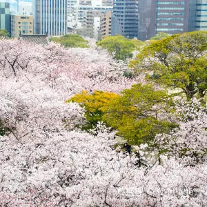 舞鶴公園