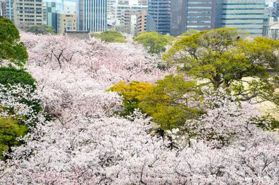 โรงแรมใกล้สวนไมซูรุ