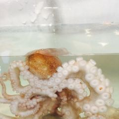 八斗章鱼屋(紫荆花园店) User Photo
