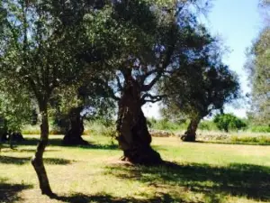 Masseria Cinque Santi