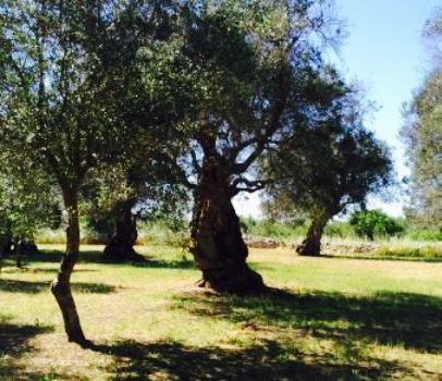 Masseria Cinque Santi