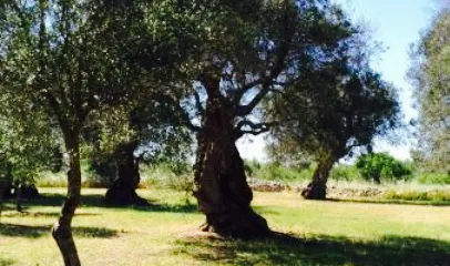 Masseria Cinque Santi
