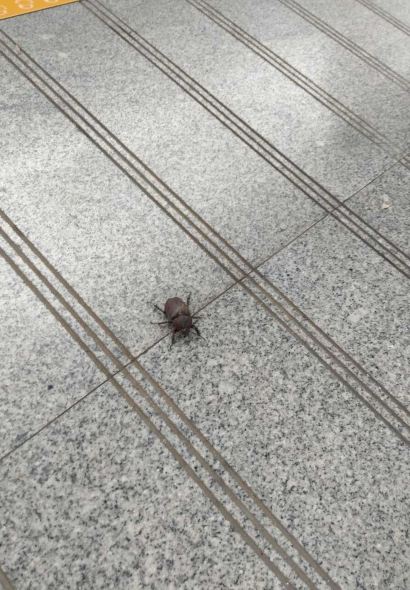 棲鳳渡楊婆柴火乾魚粉(蘇仙傳奇店)