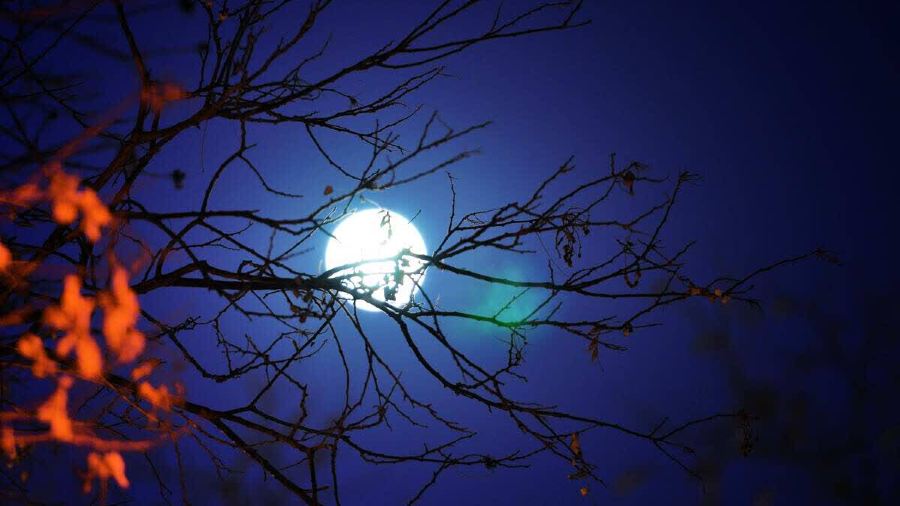 正新鸡排·炸鸡烧烤(巴国城店)