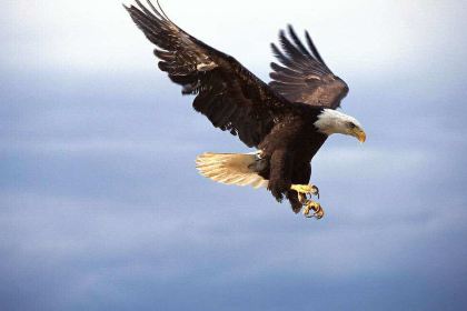 LING XIANG CAN TING YAN MA LU DIAN