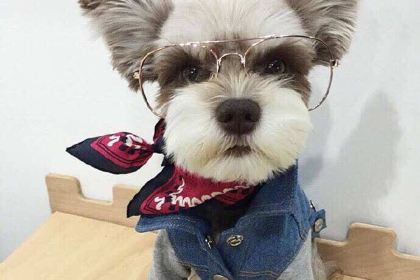 Dicos (daxuechengxijie)