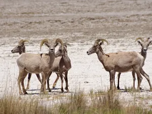Désert des Mojaves