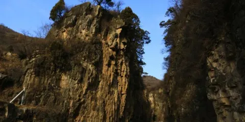 石蓮花