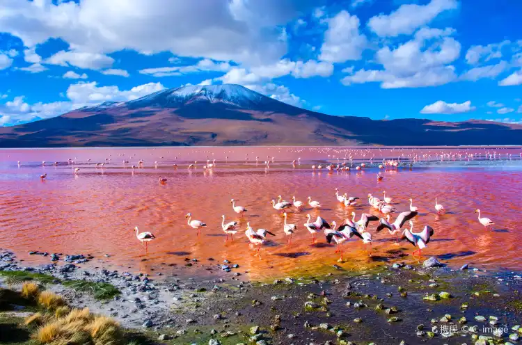 فنادق في أويوني