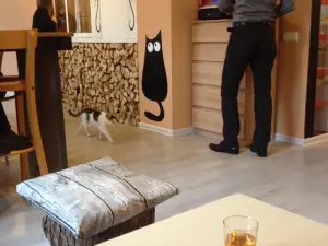 Cat Cafe KaciU Kavine