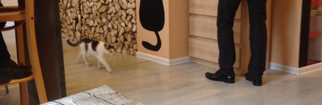 Cat Cafe KaciU Kavine