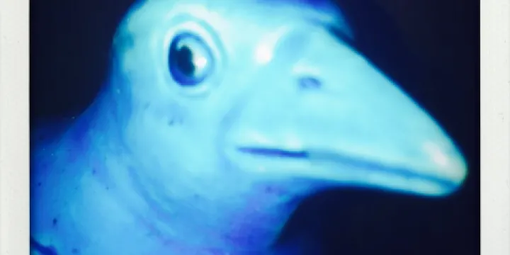 Peacock Vietnamese Cuisine