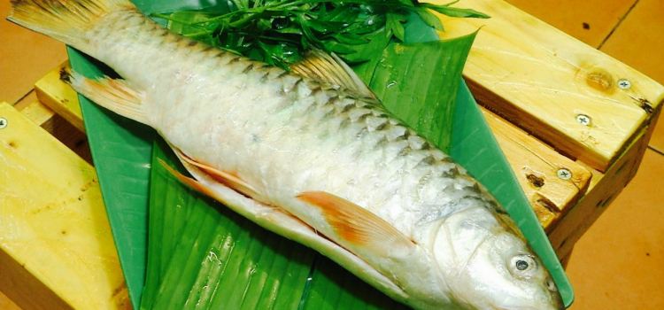 King Patin