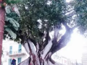 Reggio calabria