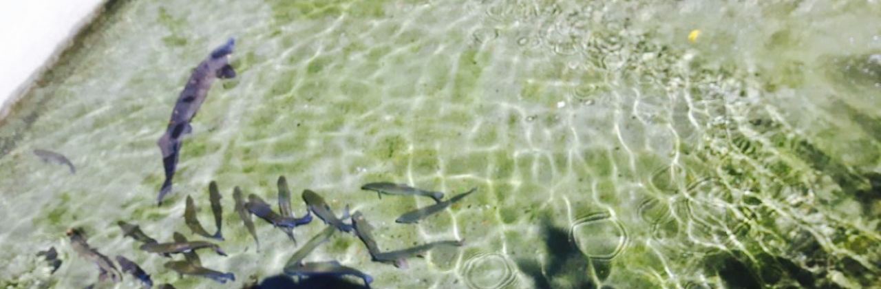 Restauracja Pod Jaskinią