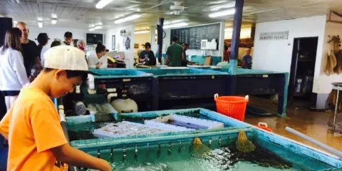 Wells Beach Lobster Pound