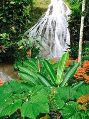 Shaw Park Gardens & Waterfalls