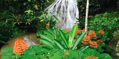 Shaw Park Gardens & Waterfalls