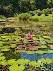 Jardin botanique de Peradeniya