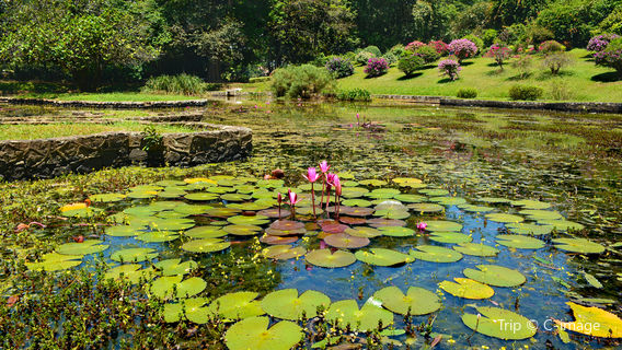 Jardin botanique de Peradeniya