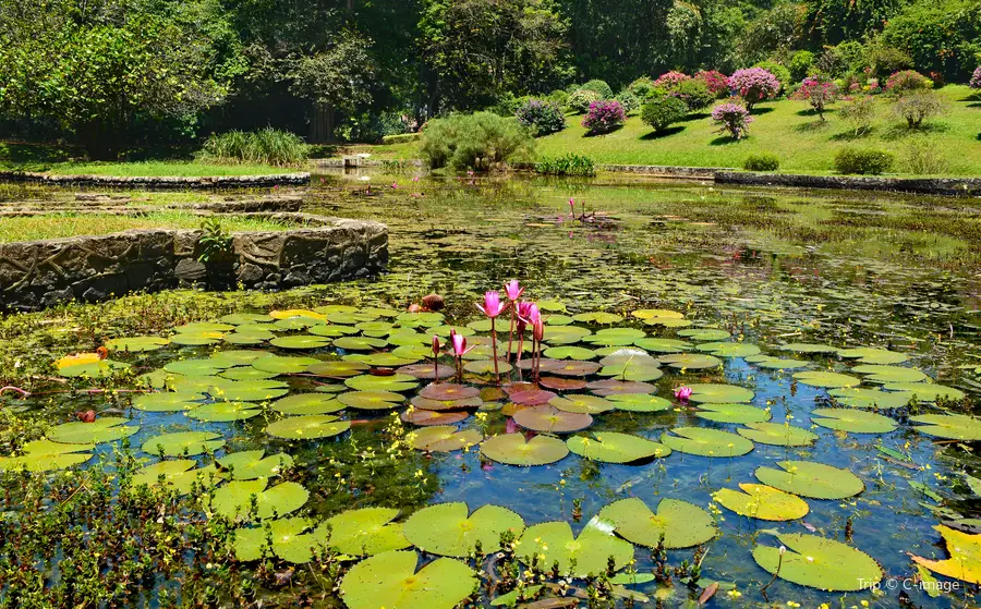 ペラデニヤ植物園