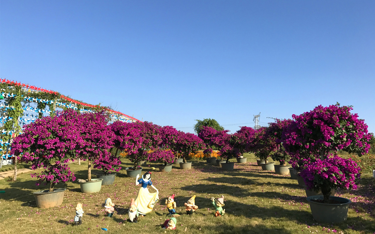 最新】Zhixin Garden Century Flower Sea - チケット、営業時間 最新】Zhixin Garden Century Flower Sea - チケット、営業時間