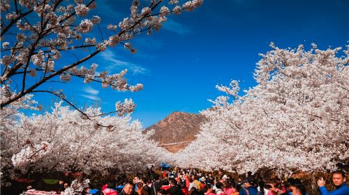 Sakura Mountain Scenic Spot