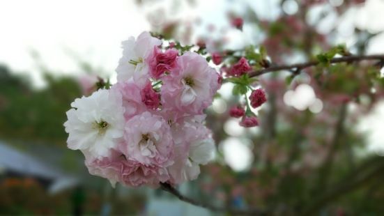 樱花确实漂亮，规模很大，特别是那种红白相间的樱花，不知什么品