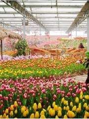 Haoze International Tulip Flower Sea Joy City