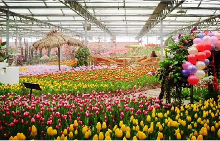 Haoze International Tulip Flower Sea Joy City