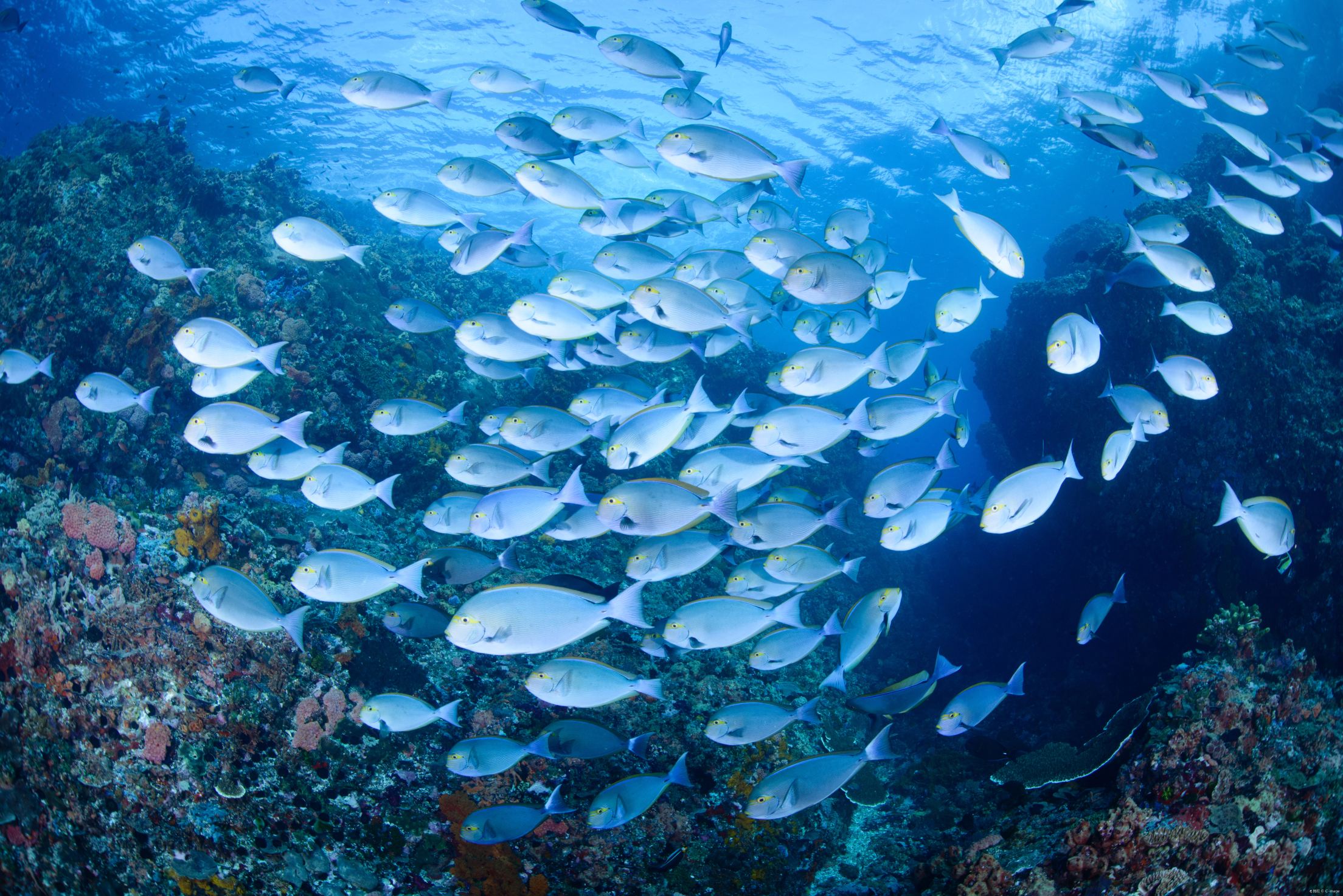 Komodo Island