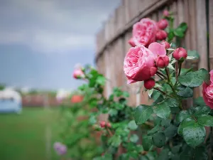 Flowers For Life Rose Manor