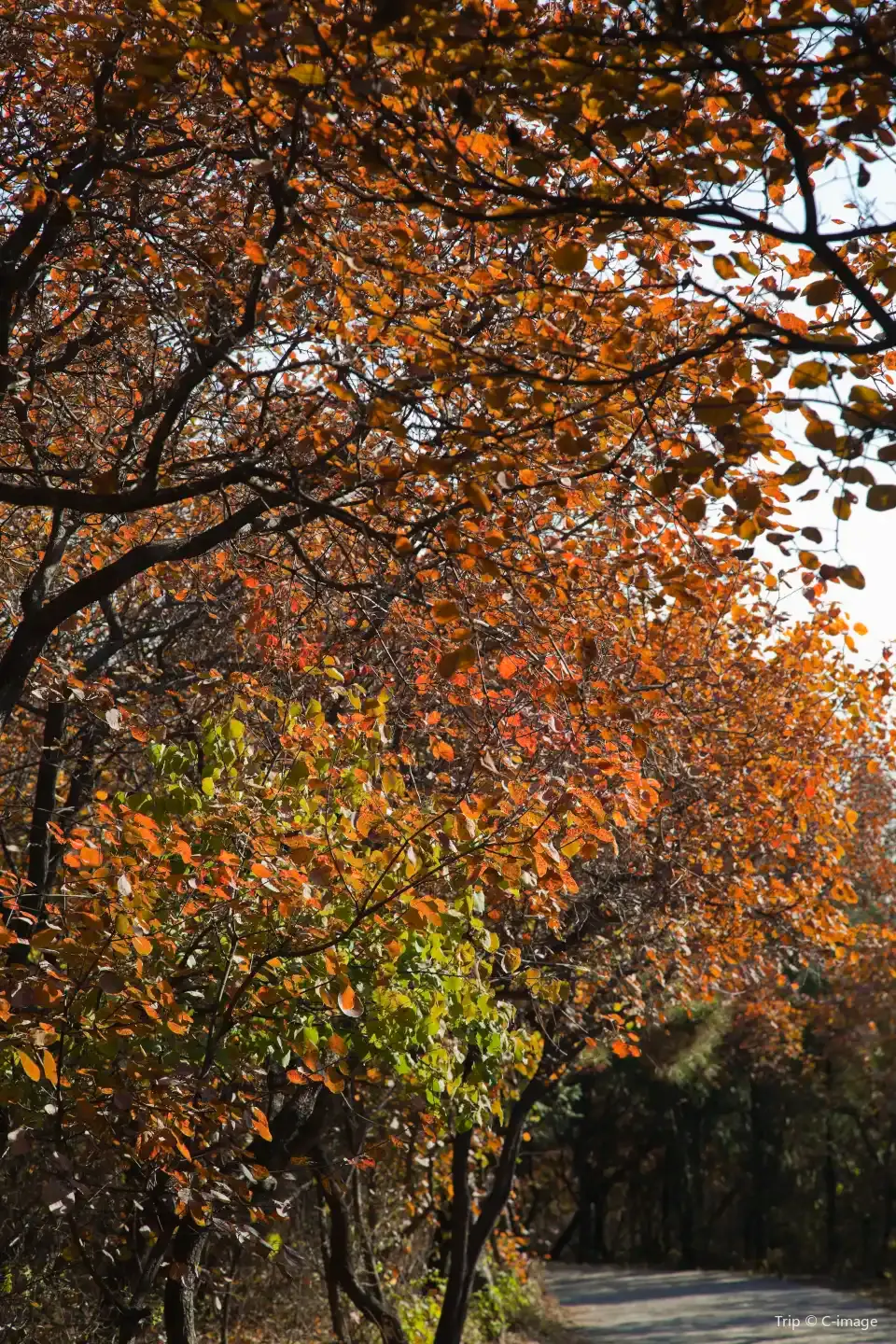 2_百望山森林公園