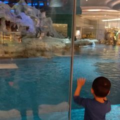 Emperor Penguin All Day Dining User Photo