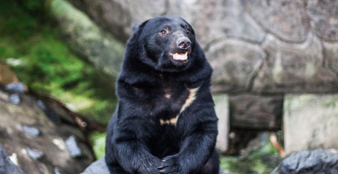 아소 커들리 도미니언