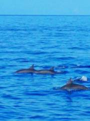 Bohol Dolphin Discoveries