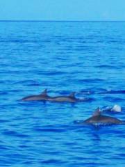薄荷島觀海豚