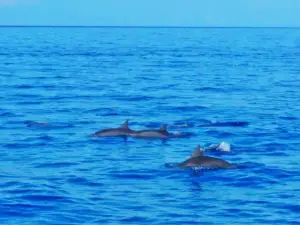 Bohol Dolphin Discoveries